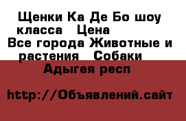 Щенки Ка Де Бо шоу класса › Цена ­ 60 000 - Все города Животные и растения » Собаки   . Адыгея респ.